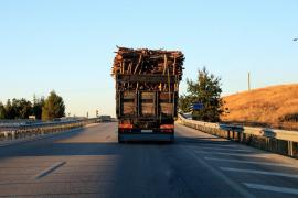 Cum falsifică documentele mafia lemnului