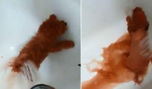 Câine vopsit roşu pentru a fi vândut ca bichon, în Constanţa