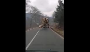 Camion plin cu lemne