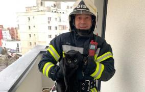 Pisica a căzut două etaje în gol