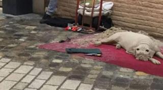 Artist român din Ravenna amendat de autorităţi pentru că şi-a expus talentul în public, dar foarte apreciat de trecători