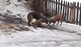 Câinele atacat a fost salvat de o rudă a tânărului