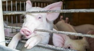 Noi focare de pestă porcină africană, confirmate în Bacău şi Botoşani