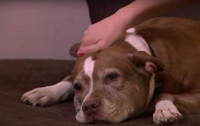 Sadie este un câine din rasa Pitbull, în vârstă de 11 ani