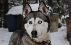 Câinele a sărit de pe acoperiş pentru a-şi întâmpina cu bucurie stăpânul