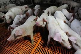 Pesta porcină africană în România: peste o mie de focare în 21 de judeţe