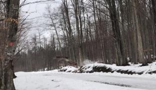 Ciute într-o pădure din Suceava