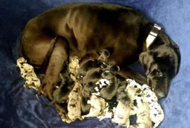 Căţeluşa a fost supusă unei intervenţii de cezariană pentru a aduce puii pe lume