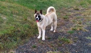 Fetiţă din Timiş, în lacrimi de ziua de naştere, după ce hoţii i-au furat câinele din curte