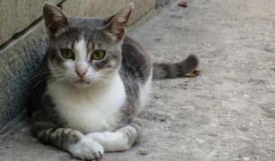 Românii îngrijeau pisici abandonate