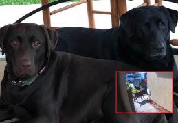 Labradori retreiveri