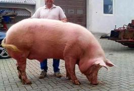 Un gospodar din Gorj s-a trezit amendat pentru că şi-a dus porcul la montă