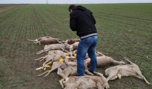 Zeci de căprioare şi cerbi, moarte pe câmpurile din Arad din cauza substanţelor toxice