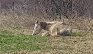 Cai abandonaţi pe câmp
