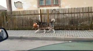 Câine cu o găină în gură, filmat pe străzile din Suceava: "Unde te duci, măi, turbatule?" (Video)