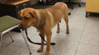 Câine asmuțit asupra polițiștilor, în Germania