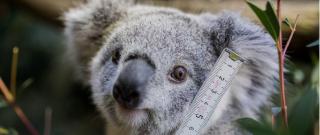 Koala s-a dat greu dus din autoturismul cu aer condiţionat