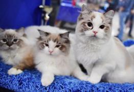 Femeie din Virginia, prinsă cu peste 100 de câini şi pisici moarte