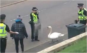 Poliţiştii s-au înarmat cu scuturi de protecţie şi pâine pentru a ademeni lebăda