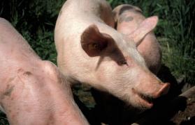 Dăncilă îi cere lui Daea să anuleze decizia prin care oricine are peste 5 porci trebuie să-i înscrie la Registrul Comerţului