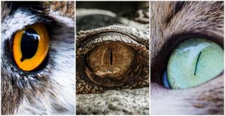 Foarte puţini ghicesc răspunsul