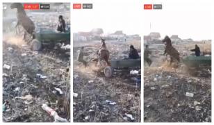 Cal bătut în Dâmboviţa