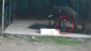 Bărbat strivit de elefant