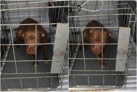Oxy, un pitbull de un an, a fost aruncat din maşină într-o intersecţie din Bucureşti. Prima amendă pentru abandon canin