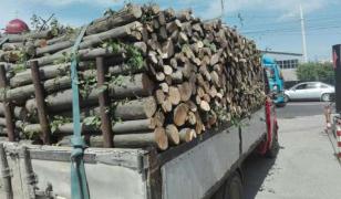 Transport ilegal de lemne interceptat la Brăeşti, şoferul amendat cu 9.000 de lei