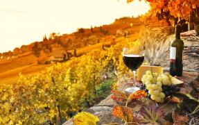 Tratamente pentru o viţă de vie sănătoasă şi rodnică