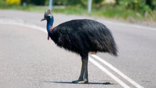 Un cazuar fotografiat pe o stradă