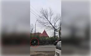 Copii la un pas să fie striviţi de un copac tăiat cu drujba de angajaţii primăriei Oraviţa (Video)
