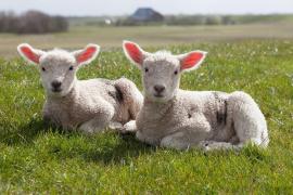 Tânăr care sacrifica miei pentru Paşte în stare gravă la spital, după ce a căzut în propriul cuţit