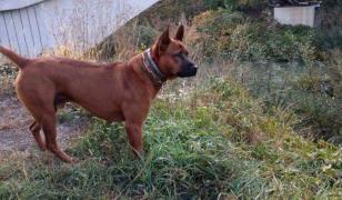 Recompensă de 2000€ pentru Posh, un câine furat în Corvinești, Bistrița