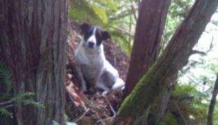 Câinele Daisy găsit de polițiști în pădure