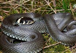 Invazie de şerpi într-o comună din Alba. Unele exemplare au şi 2 metri