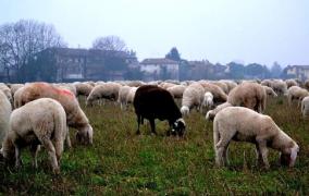 Carabinierii i-au iertat pe români, pentru că să ceri ceva de băut nu este infracţiune