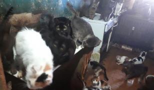 Peste 40 de pisici, salvate dintr-un apartament din Bucureşti