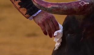 Un matador a şters lacrimile unui taur înainte de a-l ucide în arenă