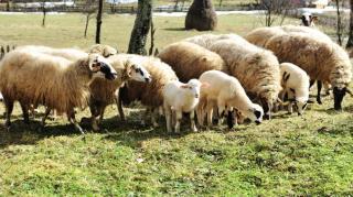 Crescătorii de ovine vor primi anul acesta un ajutor de minimis de 2 lei/kg pentru comercializarea lânii