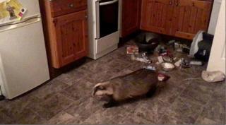 Protecţia Animalelor nu poate interveni în acest caz