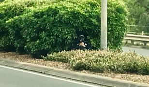 Poliţist ascuns în tufişuri cu radarul, cercetat de superiori