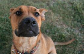 Ulei de canabis pentru animale