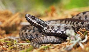 Angajat al fabricii de armament Sadu, muşcat de o viperă