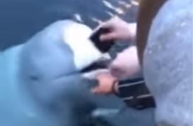 Balena spion a dezertat din armata rusă