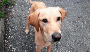 Câine salvat din mâinile unui român din Austria care îl lega de stâlp şi îl bătea fără milă