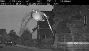 Un radar din orașul Bocholt, Germania, a surprins şi fotografiat un porumbel care zbura cu 15 km/h peste limita legală