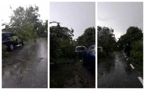 O furtună puternică a lovit la Buzău. Copacii au fost scoşi din rădăcini şi aruncaţi peste tot (Video)