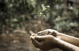 Cea mai bună îngrăşăminte pentru sol