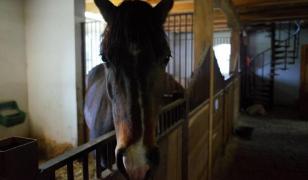 Iapă batjocorită la Brăila